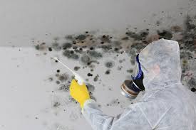 Best Commercial Mold Inspection in Yoakum, TX